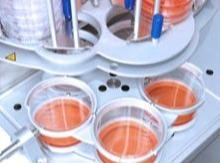 Systec Mediafill: Efficient media dosing and automatic stacking of Petri dishes
